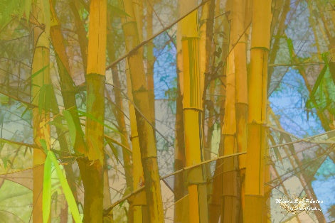 Bamboo In Watercolor Photo Art Limited Edition By Alan Goldberg