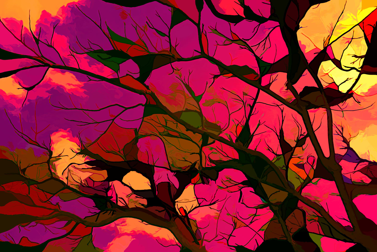 Mimosa Tree and Sky in Infrared