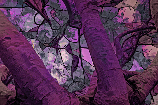 Mimosa Tree in Lavender Infrared