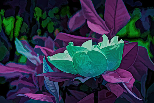 Magnolia Flower in Infrared