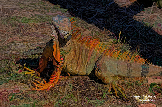 Iguana #3 Limited Edition Photo Art By Alan Goldberg