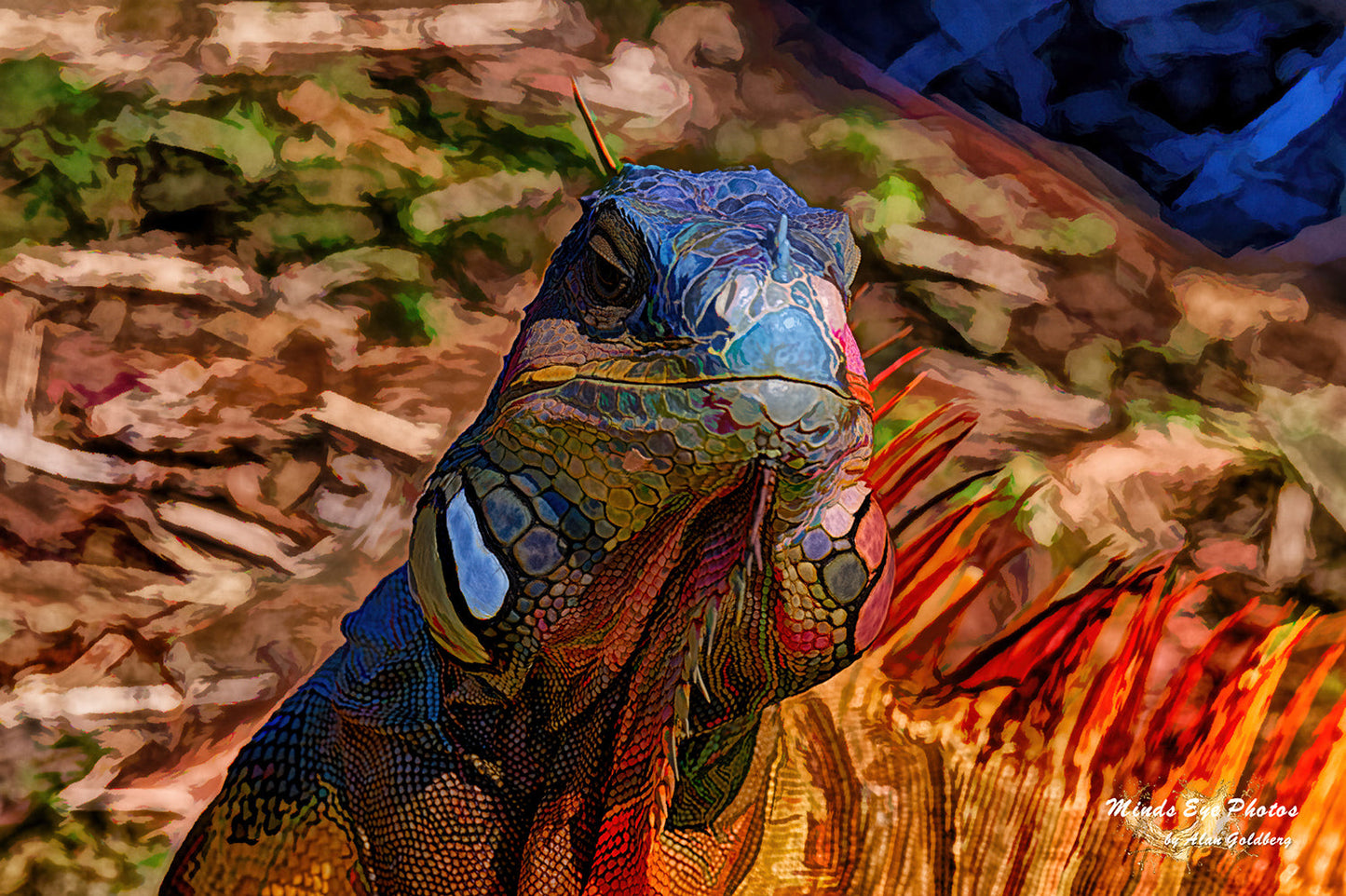 Iguana #4 Limited Edition Photo Art By Alan Goldberg