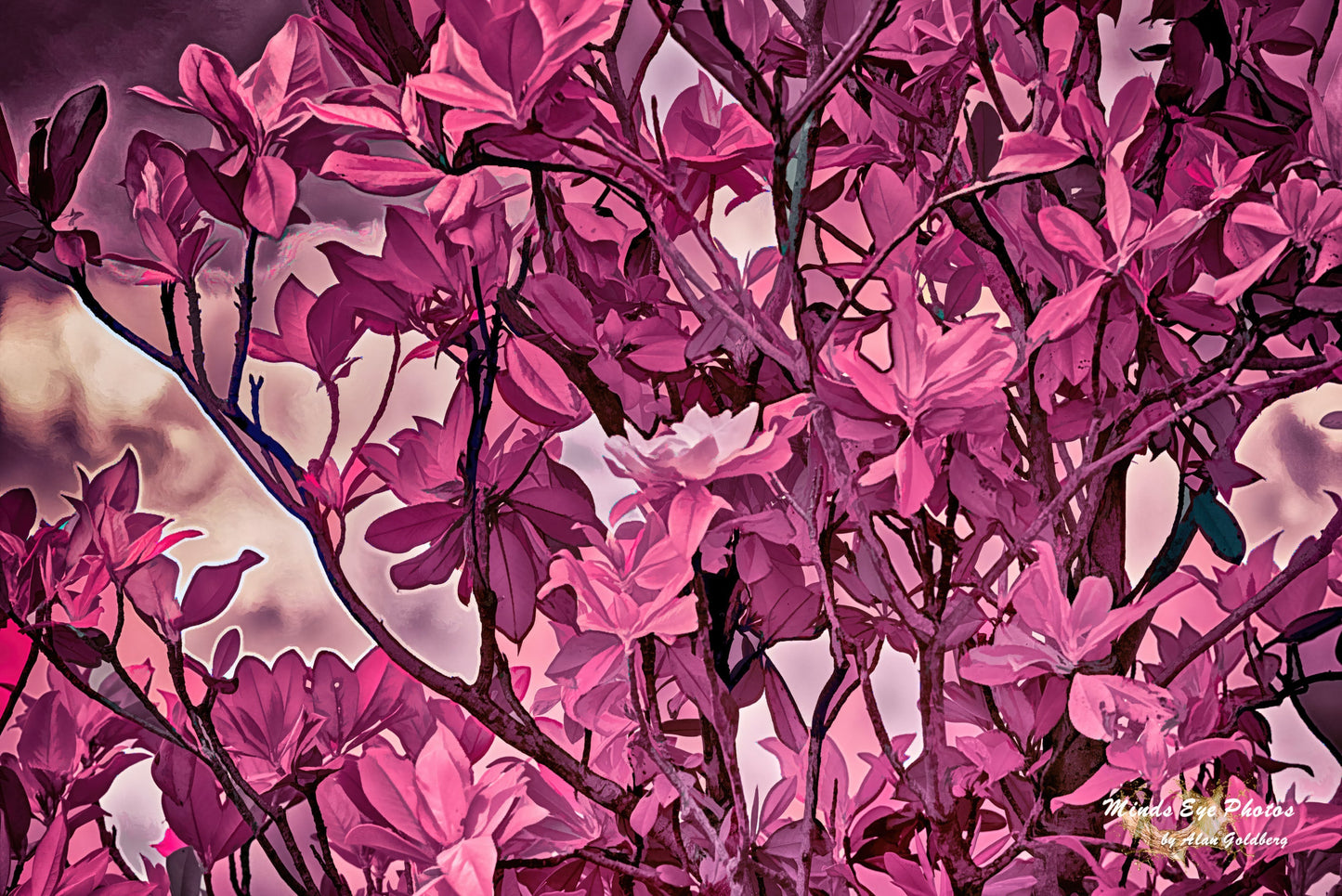 Magenta Magnolia Tree Limited Edition Photo Art By Alan Goldberg