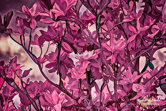 Magenta Magnolia Tree Limited Edition Photo Art By Alan Goldberg