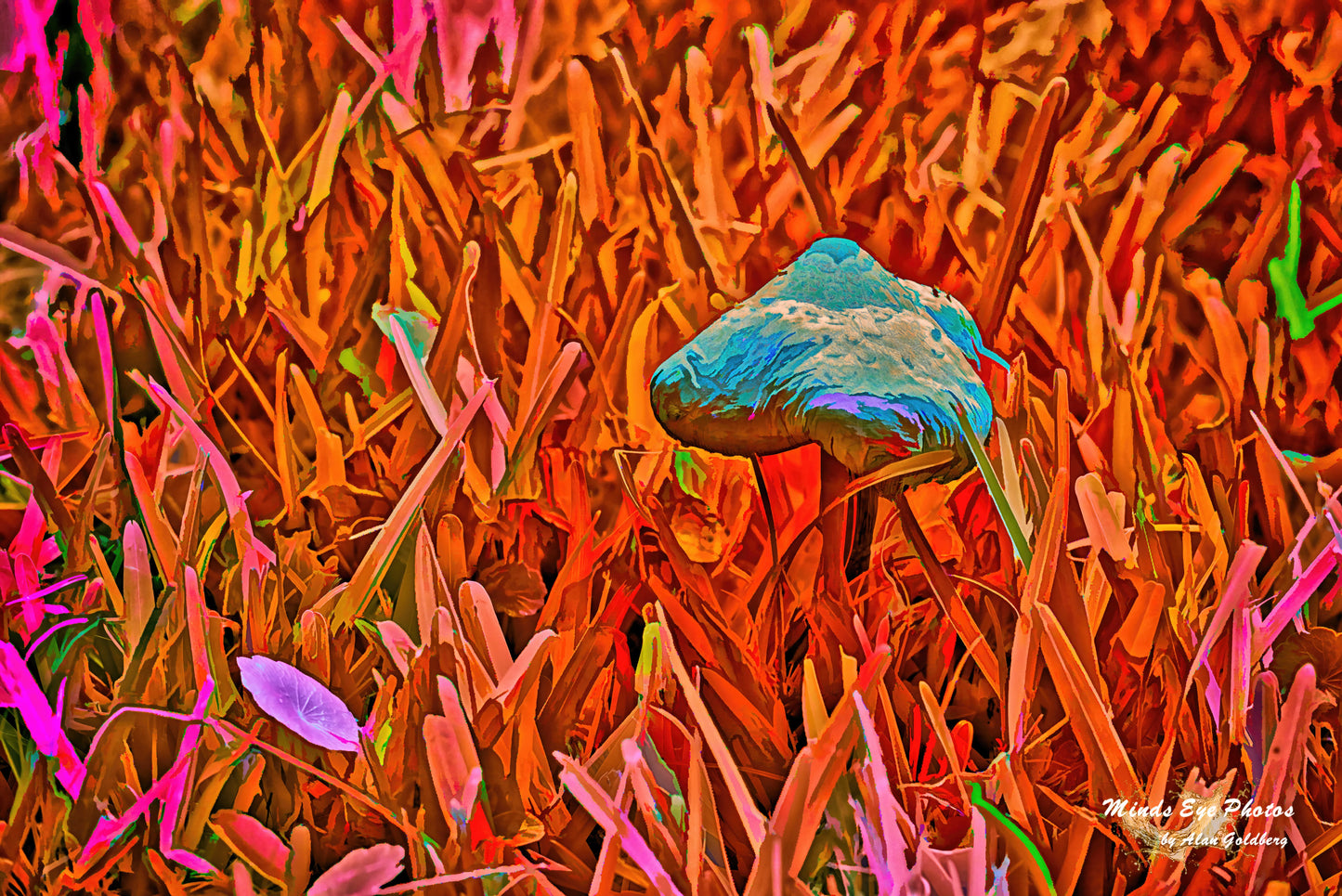 Mushroom On Orange Grass Limited Edition Photo Art By Alan Goldberg