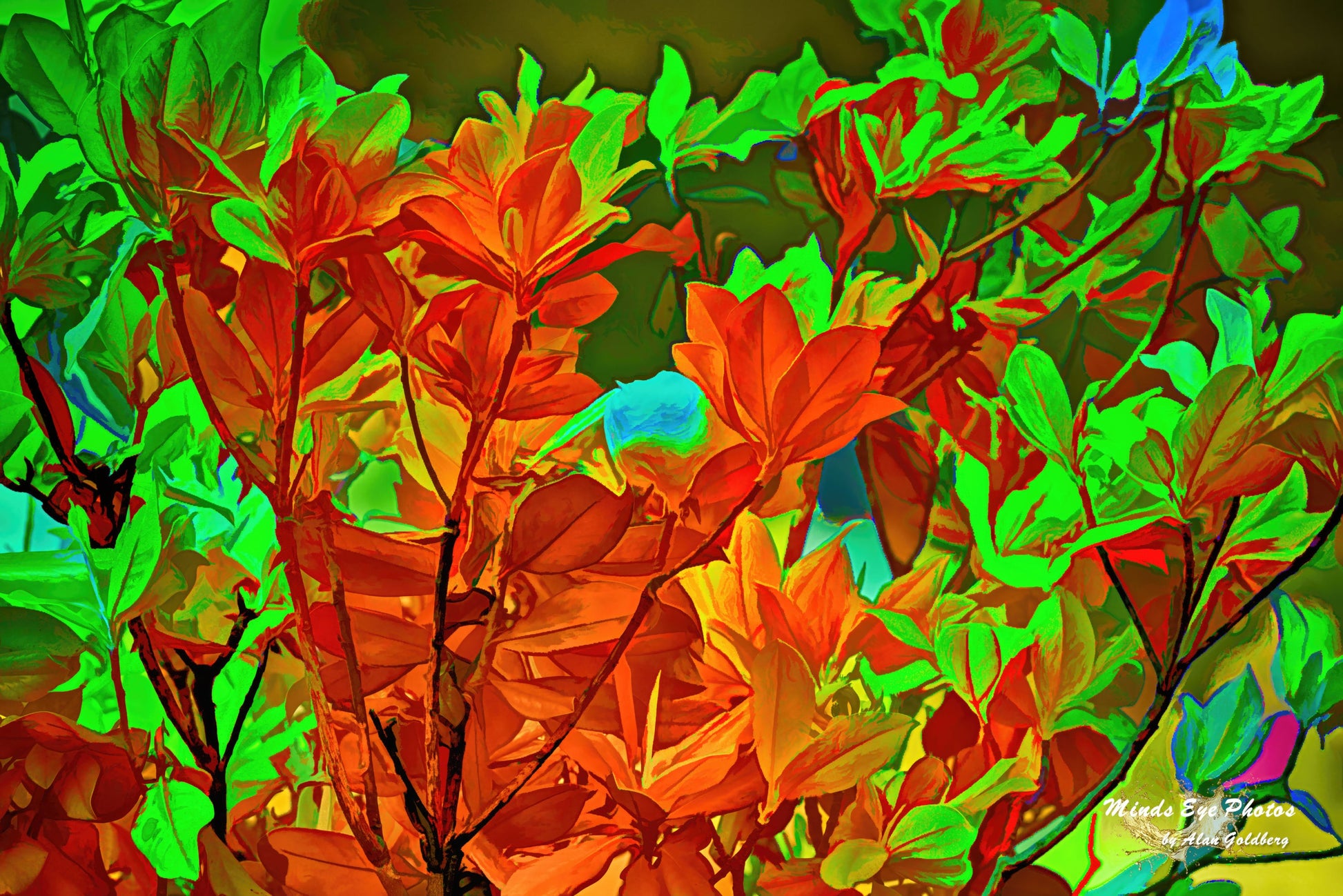 Orange Magenta Tree Limited Edition Photo Art By Alan Goldberg