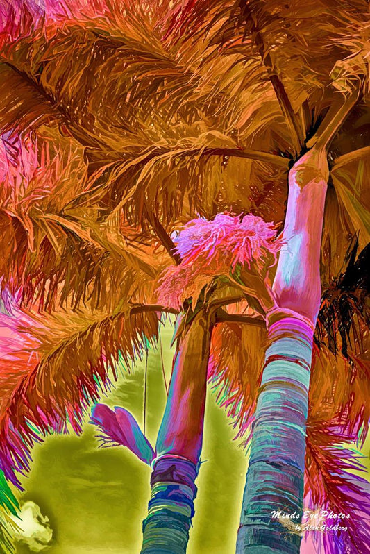 Palm Tree In Infrared And Acrylic Limited Edition Photo Art By Alan Goldberg