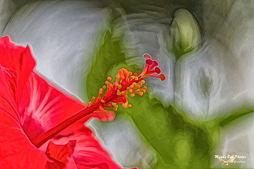 Red Hibiscus In Acrylic Limited Edition Photo Art By Alan Goldberg