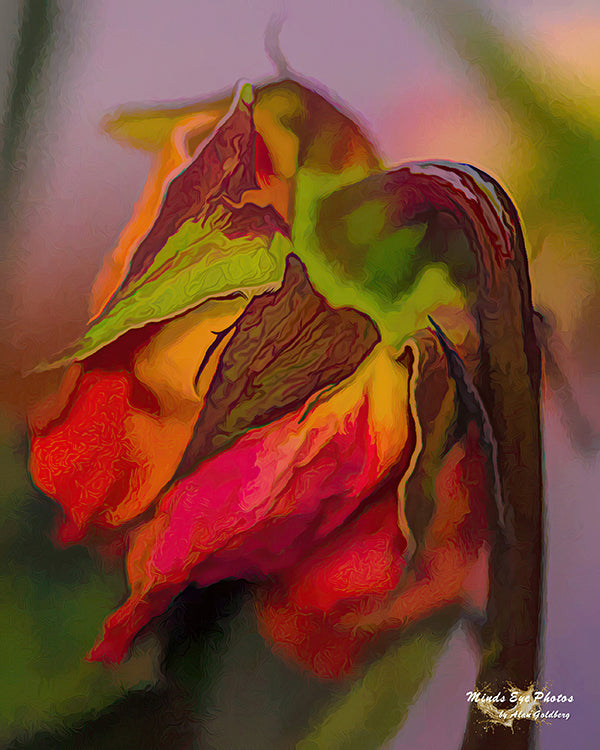 Side Portrait Of A Dying Rose #2 In Acrylic. Dead Flowers Collection. Limited Edition Photo Art By