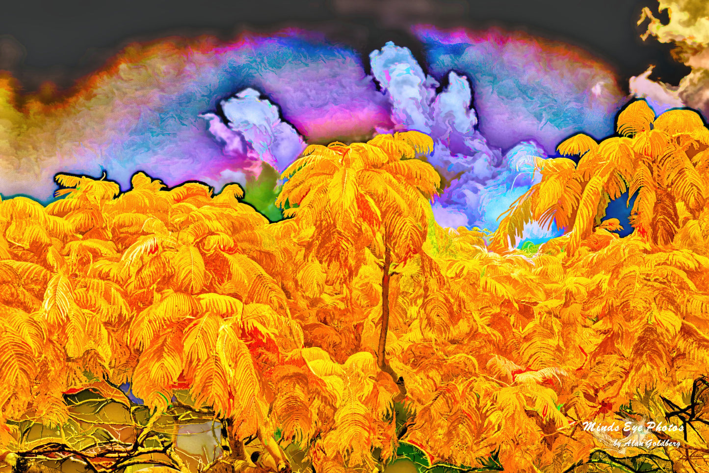 Yellow Mimosa Limited Edition Photo Art By Alan Goldberg