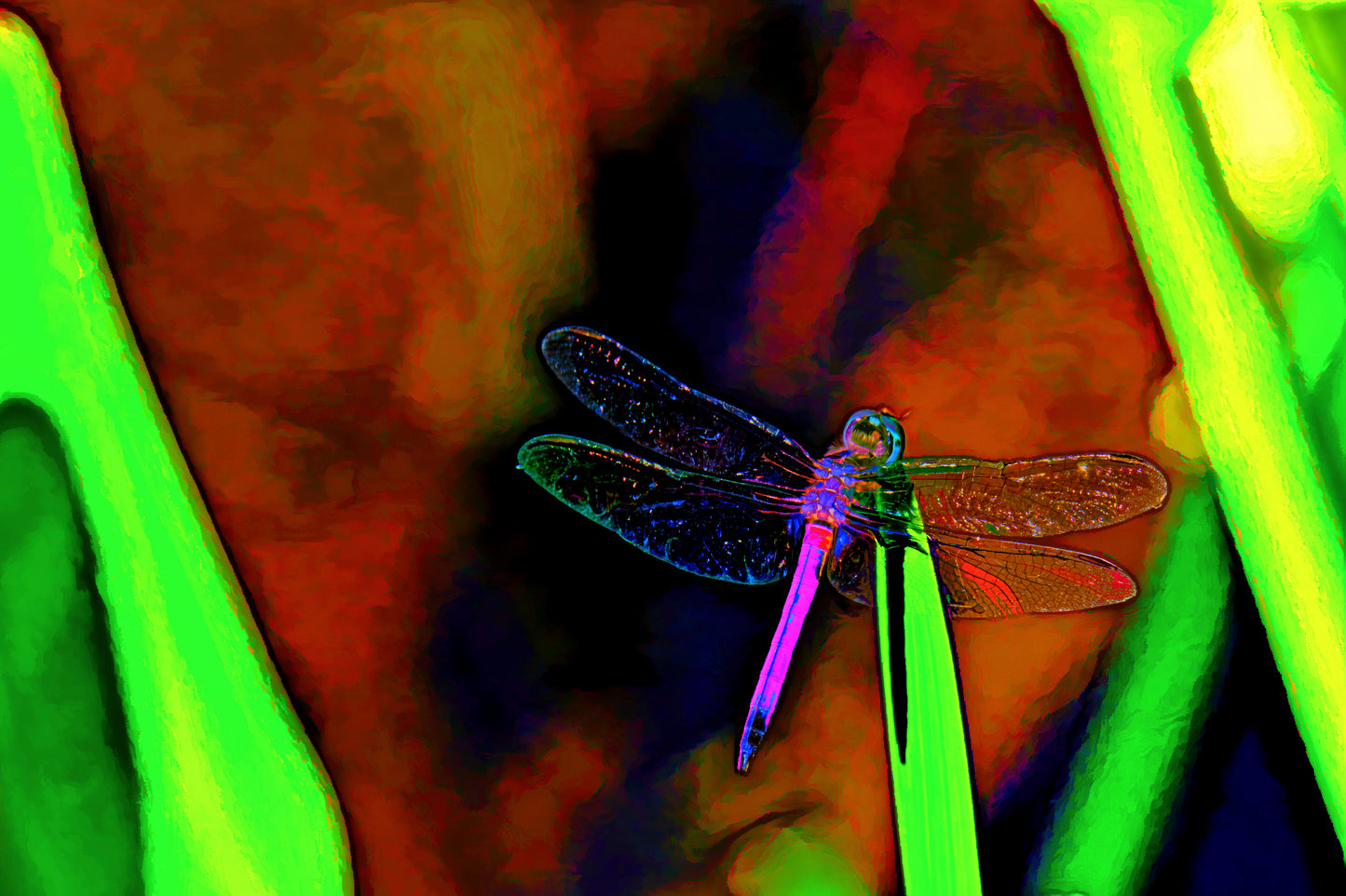 Red Brown Green Dragonfly Version 1