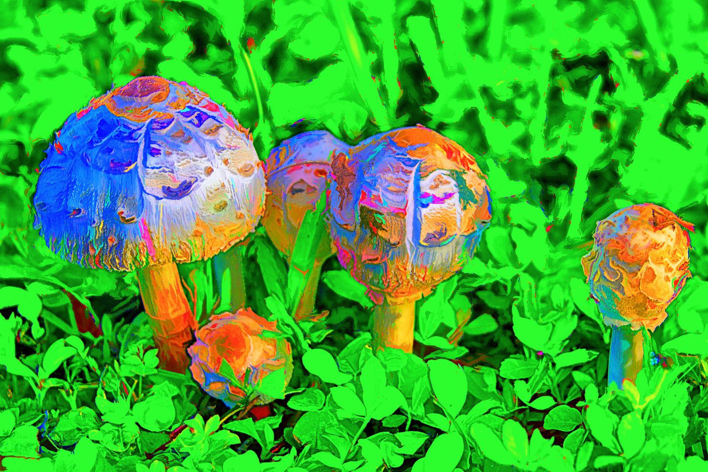 Mushroom Family - smaller