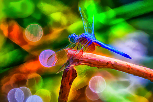 Dragonfly