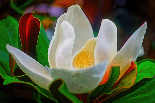 Natural Magnolia