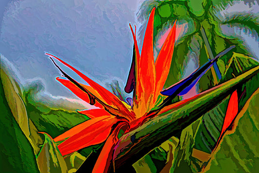 Bird Of Paradise - Limited Edition Photo Art Collection By Alan Goldberg