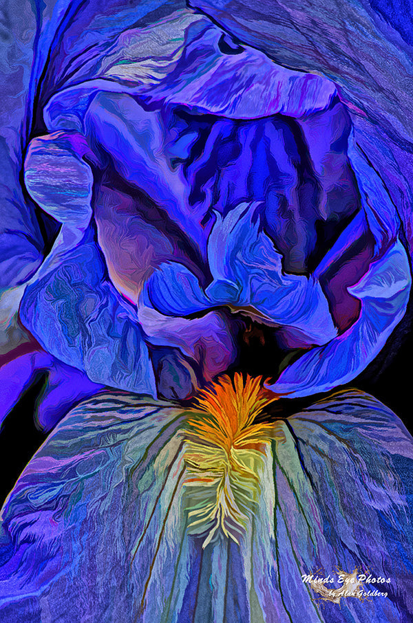 Blue Iris #1 In Acrylic Dead Flowers Collection. Limited Edition Photo Art By Alan Goldberg