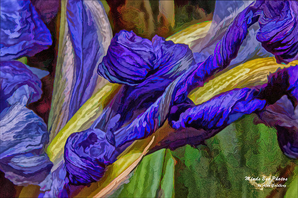 Blue Iris #2 In Acrylic Dead Flowers Collection. Limited Edition Photo Art By Alan Goldberg