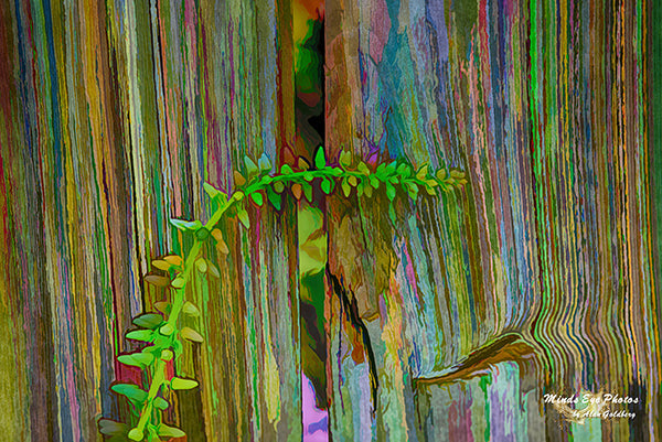 Creeper On A Fence In Acrylic Dead Flowers Collection. Limited Edition Photo Art By Alan Goldberg