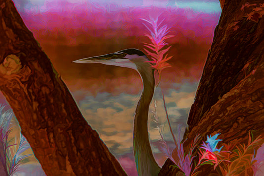 Great Blue Heron in Profile Infrared A