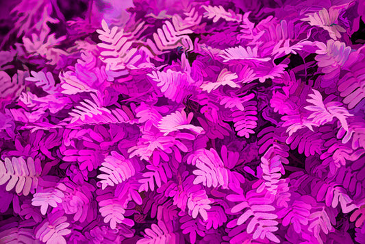 Fern in Magenta Acrylic C
