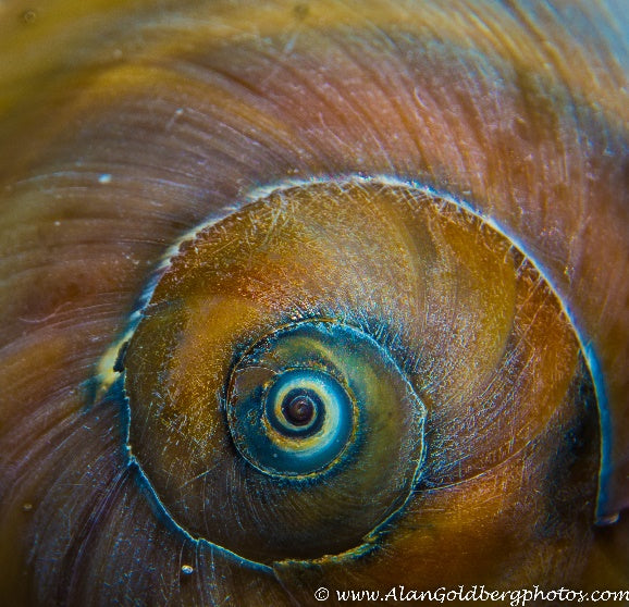 Fibonaccis Seashell Limited Edition Photo By Alan Goldberg