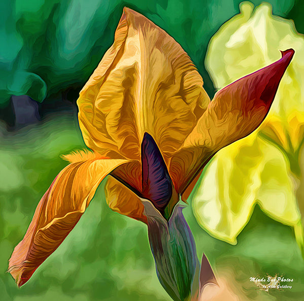 Golden Iris In Acrylic Dead Flowers Collection. Limited Edition Photo Art By Alan Goldberg