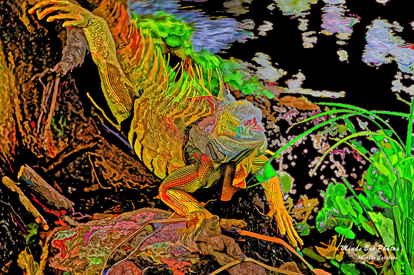 Iguana #5 Limited Edition Photo Art By Alan Goldberg