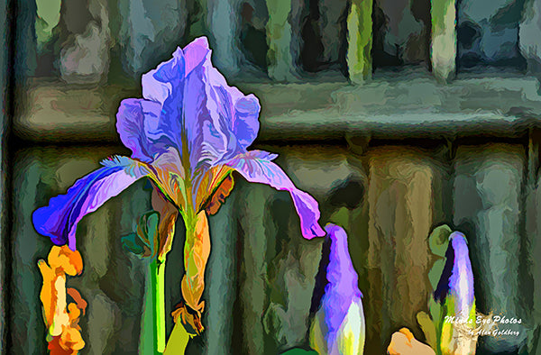 Lilac Iris In Acrylic Dead Flowers Collection. Limited Edition Photo Art By Alan Goldberg