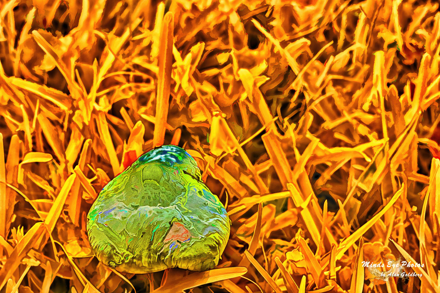 Mushroom On Yellow Grass Limited Edition Photo Art By Alan Goldberg