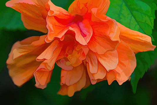 Orange Hibiscus - Limited Edition Photo Art Collection By Alan Goldberg