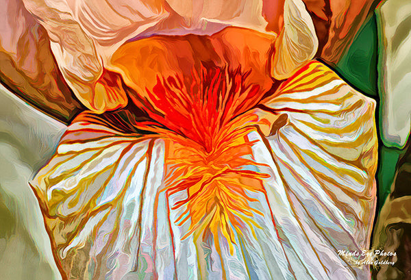 Orange Iris In Acrylic Dead Flowers Collection. Limited Edition Photo Art By Alan Goldberg