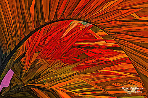 ’Orange Palm Leaves In Acrylic’ Limited Edition Photo Art By Alan Goldberg