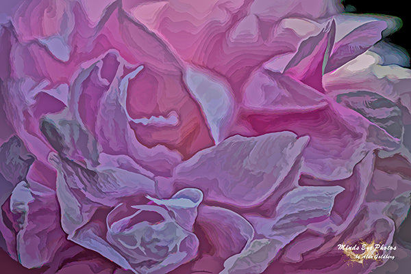 Pink Peony In Acrylic Dead Flowers Collection. Limited Edition Photo Art By Alan Goldberg