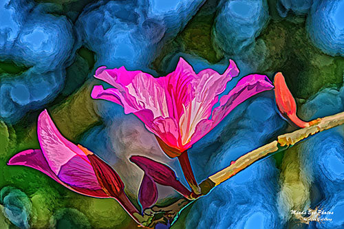 ’Pink Tree Blossom In Acrylic’ Dead Flowers Collection. Limited Edition Photo Art By Alan Goldberg