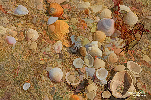 Seashells #1 Limited Edition Photo Art By Alan Goldberg