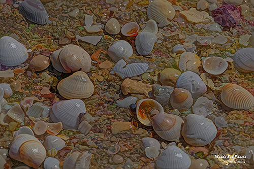 Seashells #2 Limited Edition Photo Art By Alan Goldberg