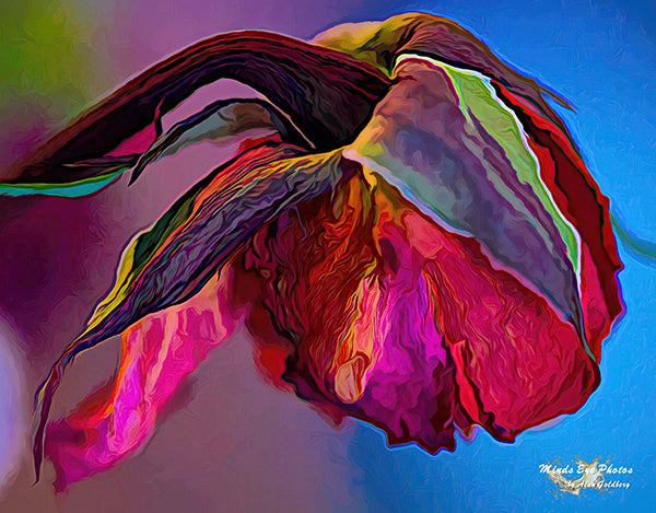 Side Portrait Of A Dying Rose #1 In Acrylic. Dead Flowers Collection. Limited Edition Photo Art By