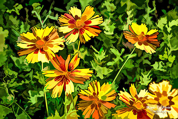 Sun Flowers In Acrylic Dead Collection. Limited Edition Photo Art By Alan Goldberg