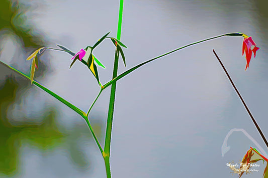 Tiny Flowers - Limited Edition Photo Art By Alan Goldberg