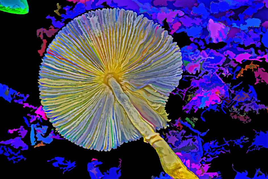 Yellow Mushroom Gills In Acrylic - Limited Edition Photo Art Collection By Alan Goldberg