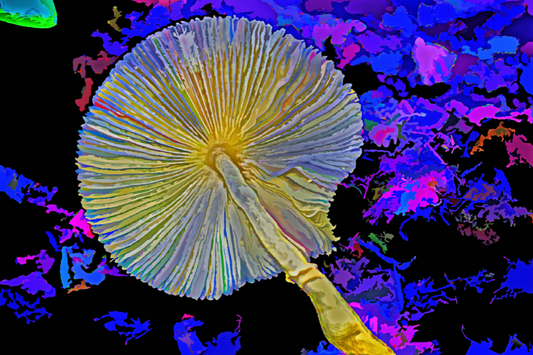 Yellow Mushroom Gills In Acrylic - Limited Edition Photo Art Collection By Alan Goldberg