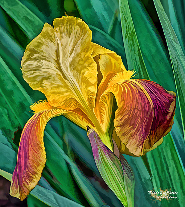 Yellow And Purple Iris In Acrylic Dead Flowers Collection. Limited Edition Photo Art By Alan