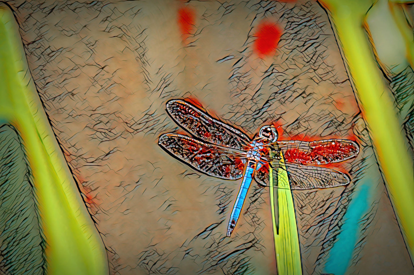 Burnt Edge Dragonfly Version 1