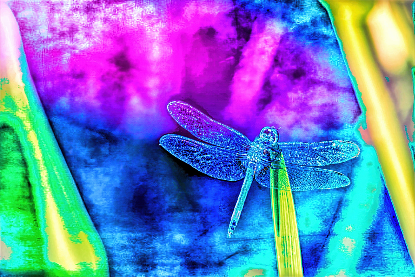 Neon Dragonfly Version 1