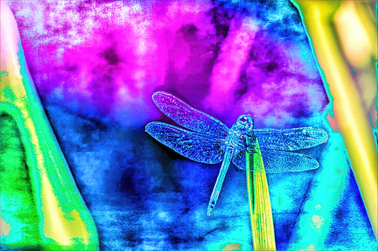Neon Dragonfly Version 1