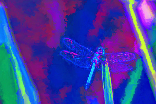 Red Blue Dragonfly Version 1