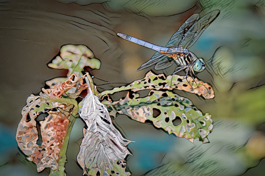 Burnt Edges Dragonfly Version 3