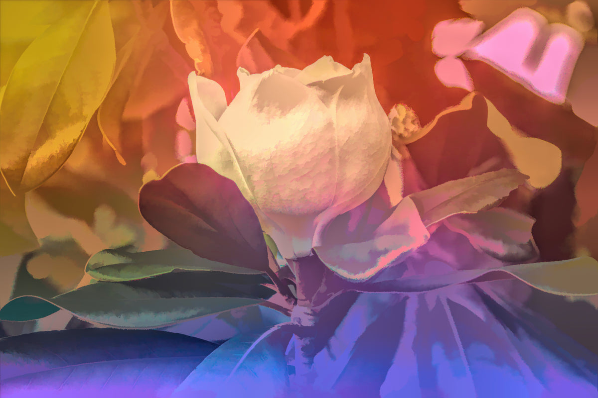 Magnolia Blossom 2026