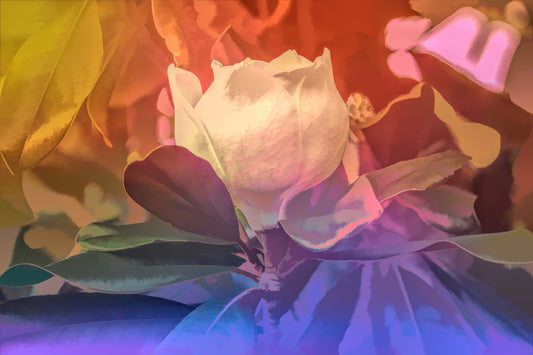 Magnolia Blossom 2026