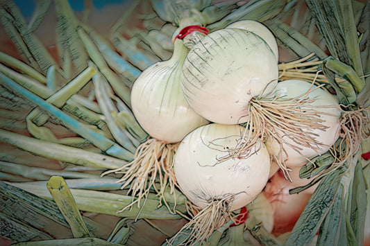 White Onion Rustic Finish